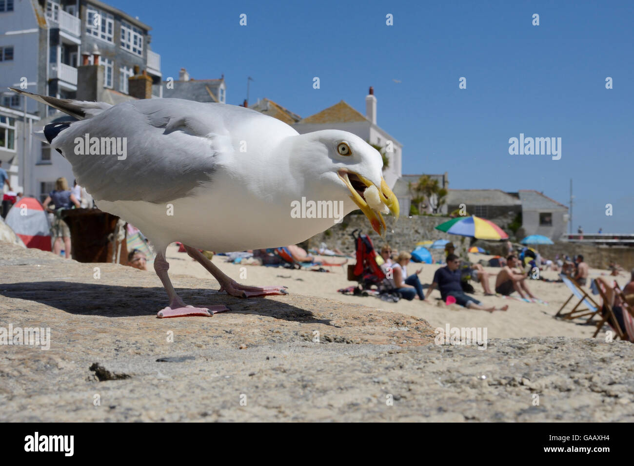 Aringhe adulte gabbiano (Larus argentatus) sinistra scavenging oltre il cibo, St. Ives, Cornwall, Regno Unito, Giugno. Solo uso editoriale. Foto Stock