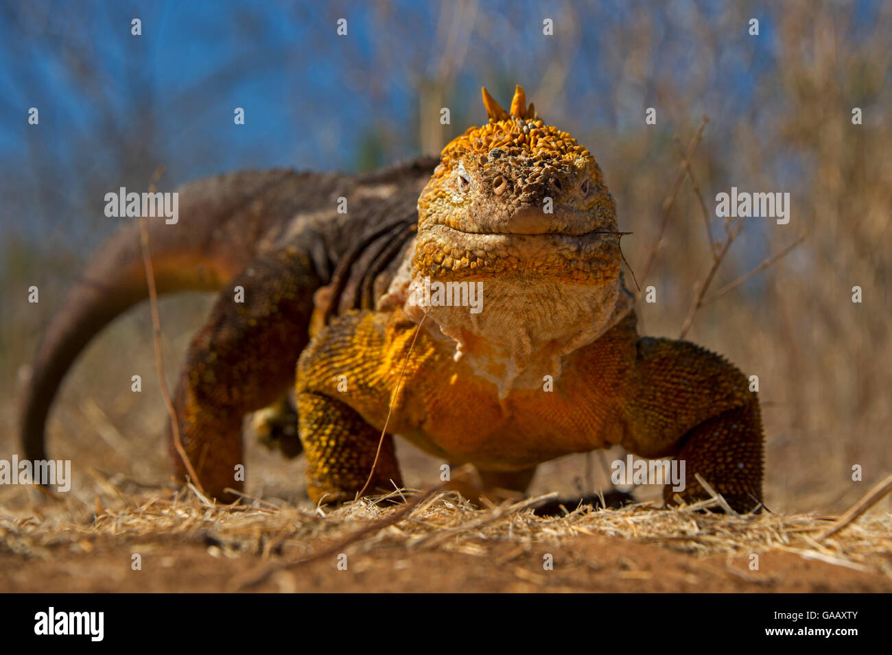 Terra Galapagos iguana (Conolophus subcristatus) camminando verso la telecamera, Urbina Bay, Isabela Island, Galapagos. Foto Stock