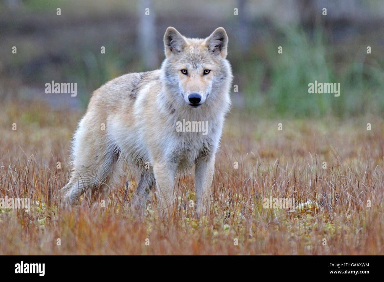 Lupo (Canis lupus lupus) Finlandia, settembre. Foto Stock