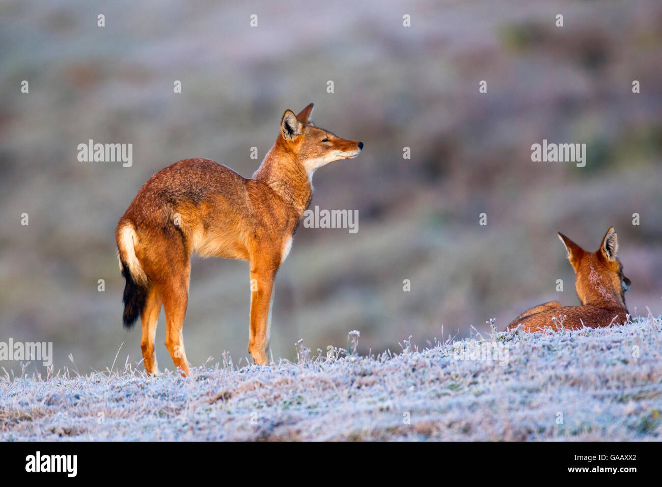 Etiope lupo (Canis simensis) stretching come si riattiva, Web Valley, Etiopia. Foto Stock