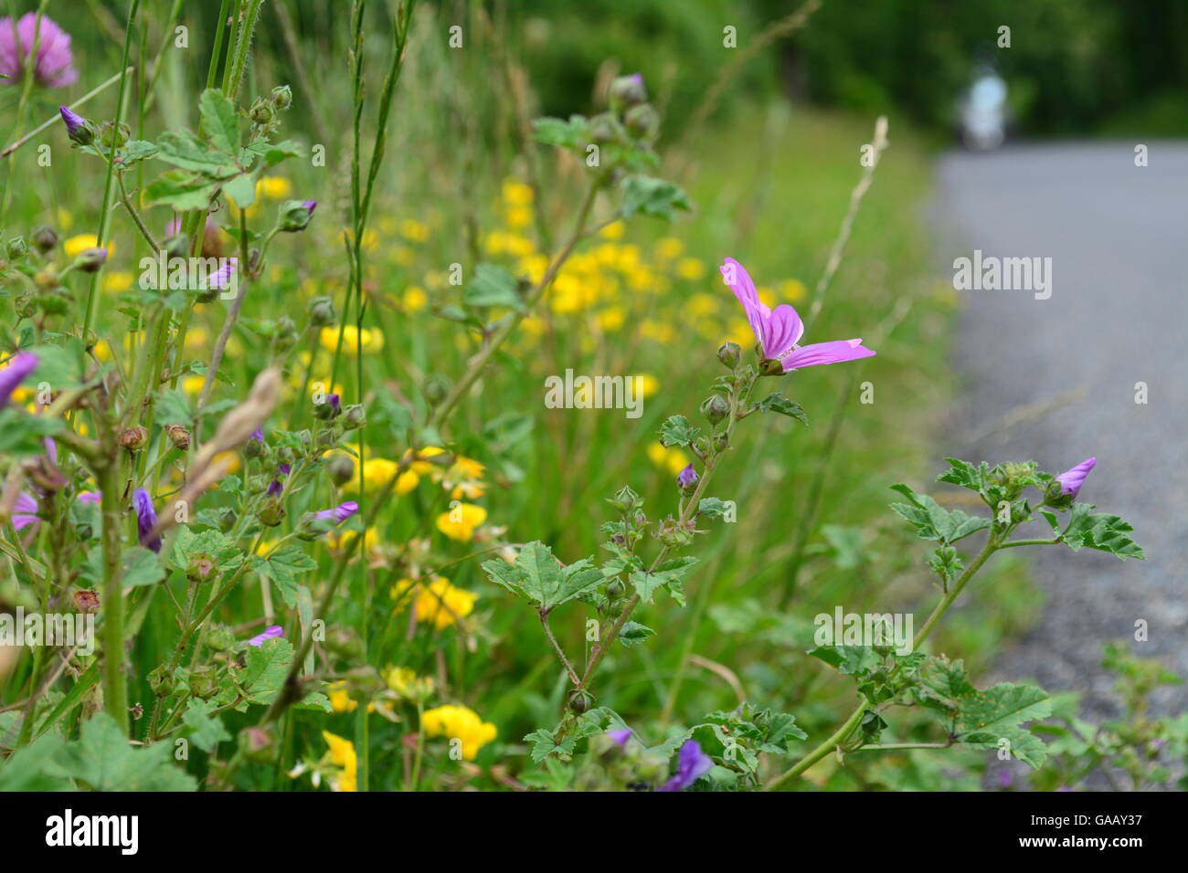 Fiori sul ciglio della strada, erbacce ed erba Foto Stock
