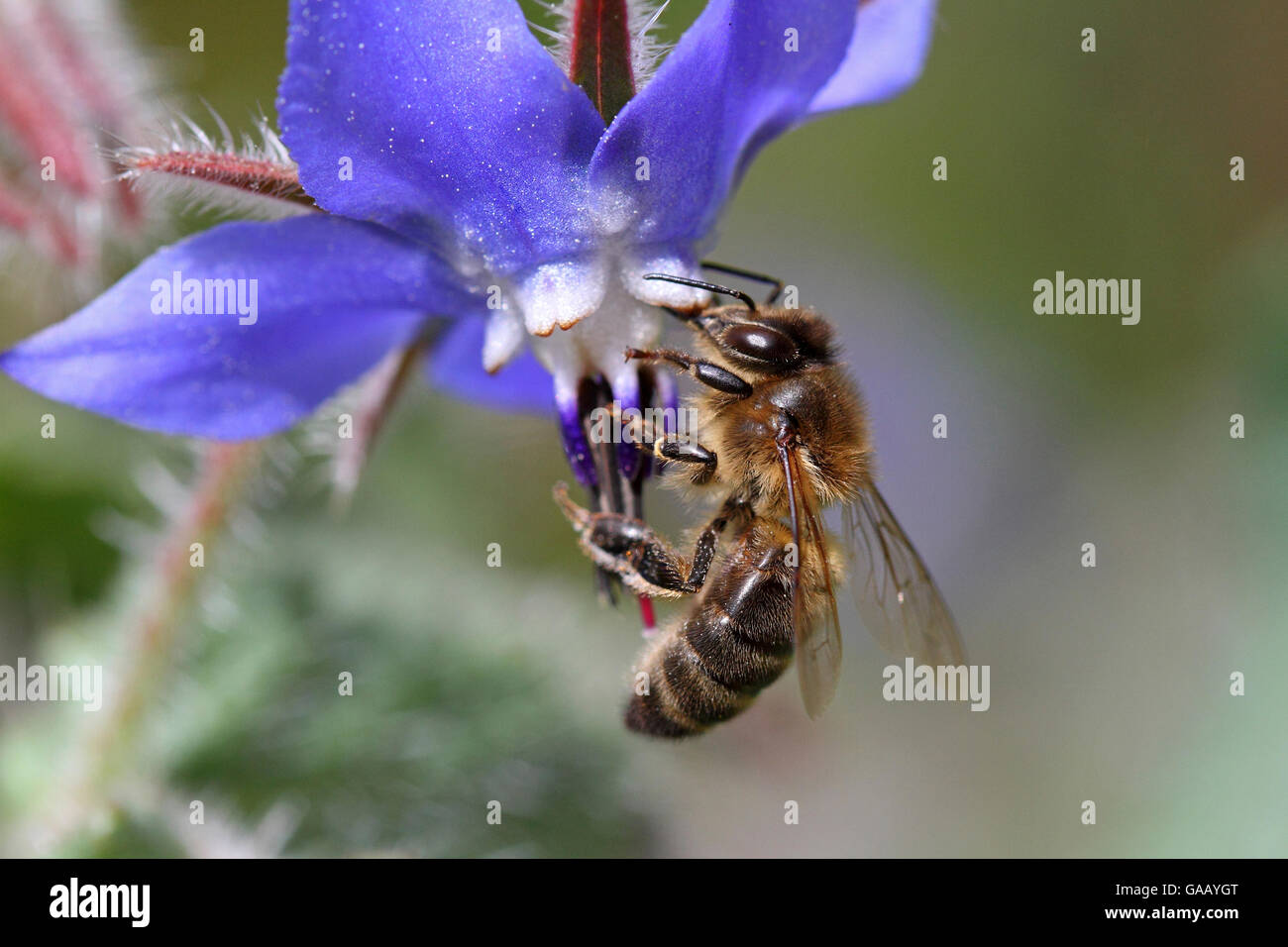European miele delle api (Apis mellifera) raccogliendo il polline e il  nettare di Borragine (borragine officinalis) Var, Provenza, in Francia, in  marzo Foto stock - Alamy