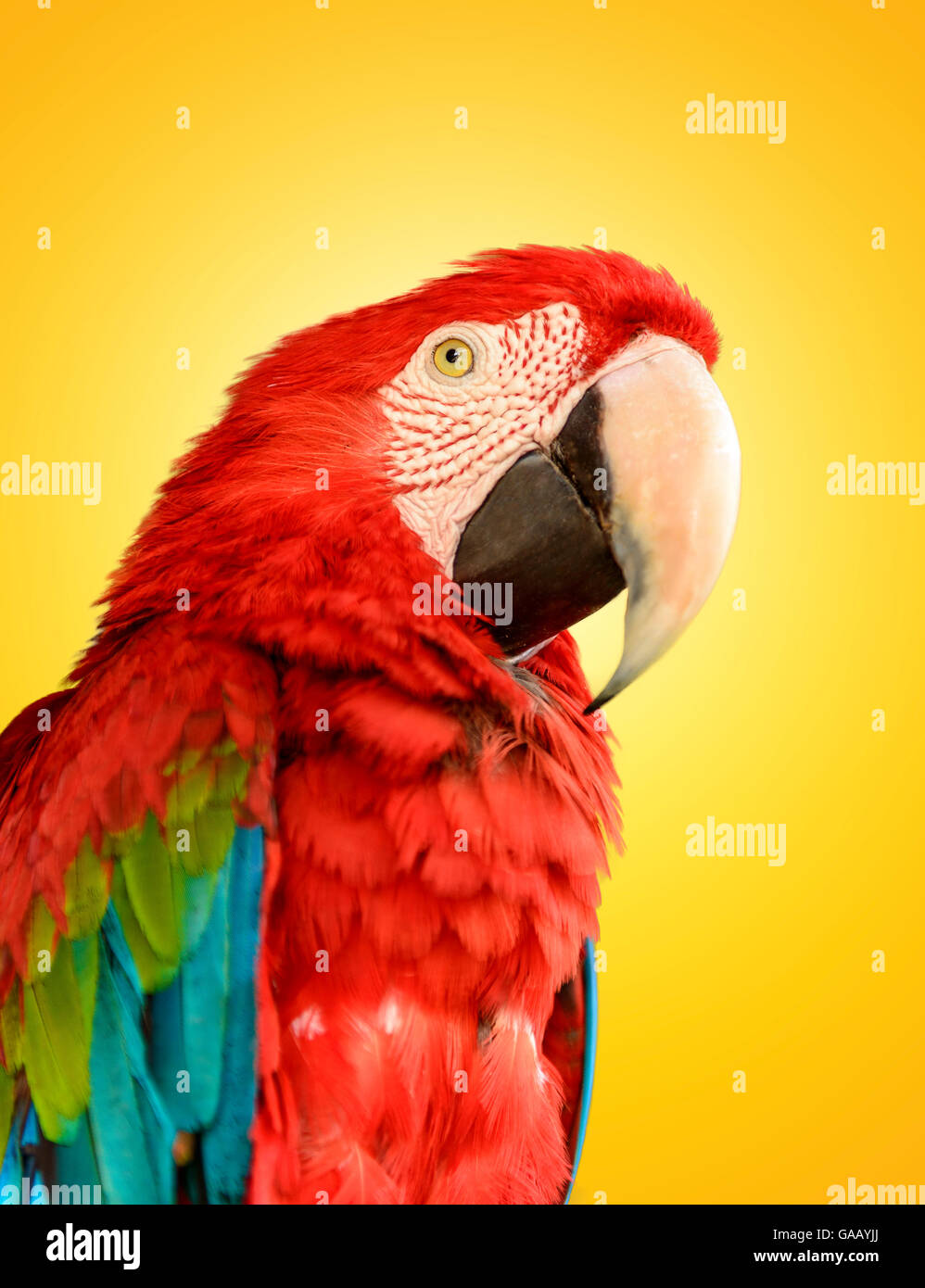 Pappagallo Rosso Blu Macaw su sfondo giallo Foto Stock