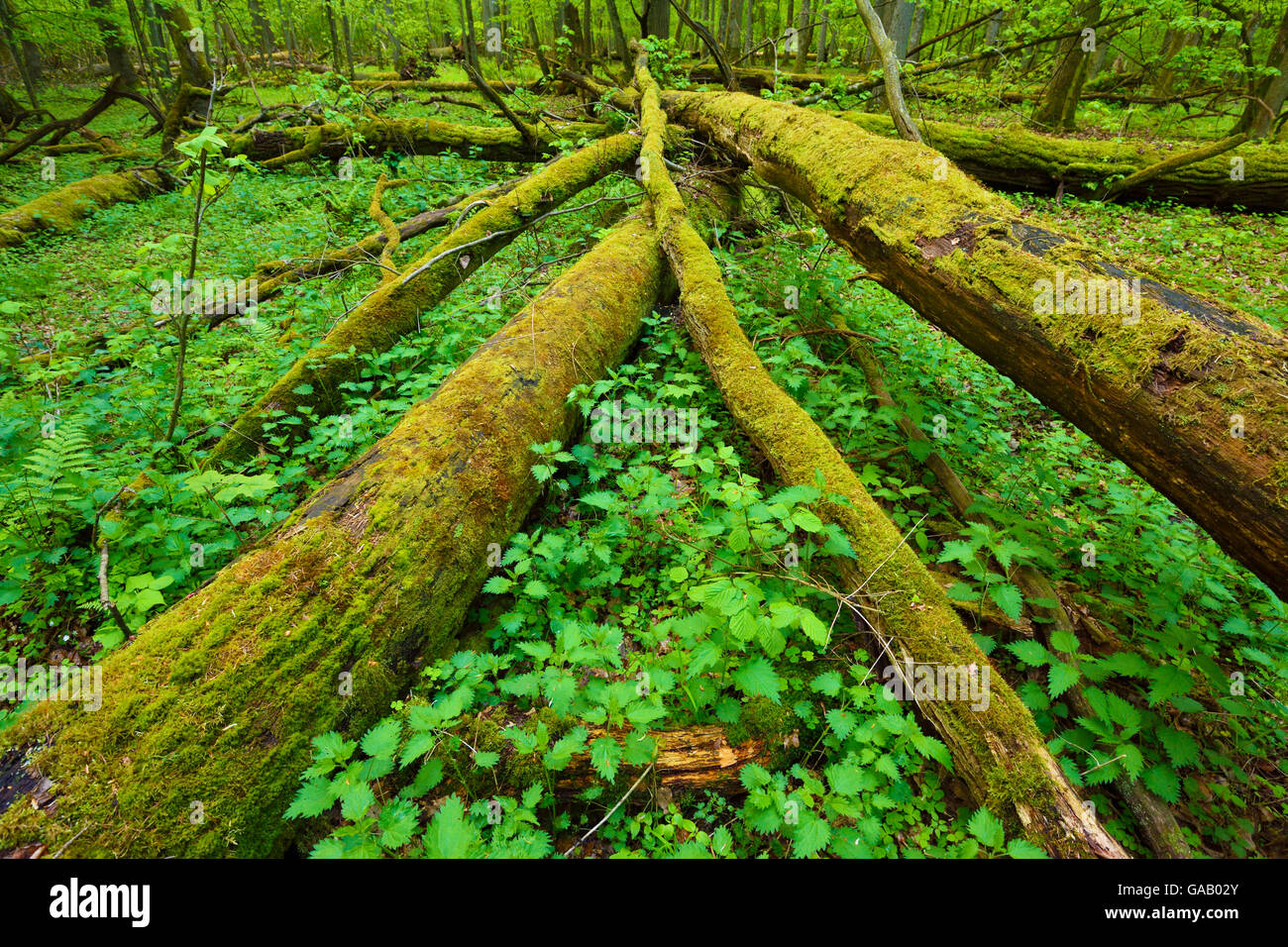 Coperte di muschio alberi caduti nella vecchia boschi misti di conifere e latifoglie foresta, Punia riserva forestale, Lituania, maggio. Foto Stock