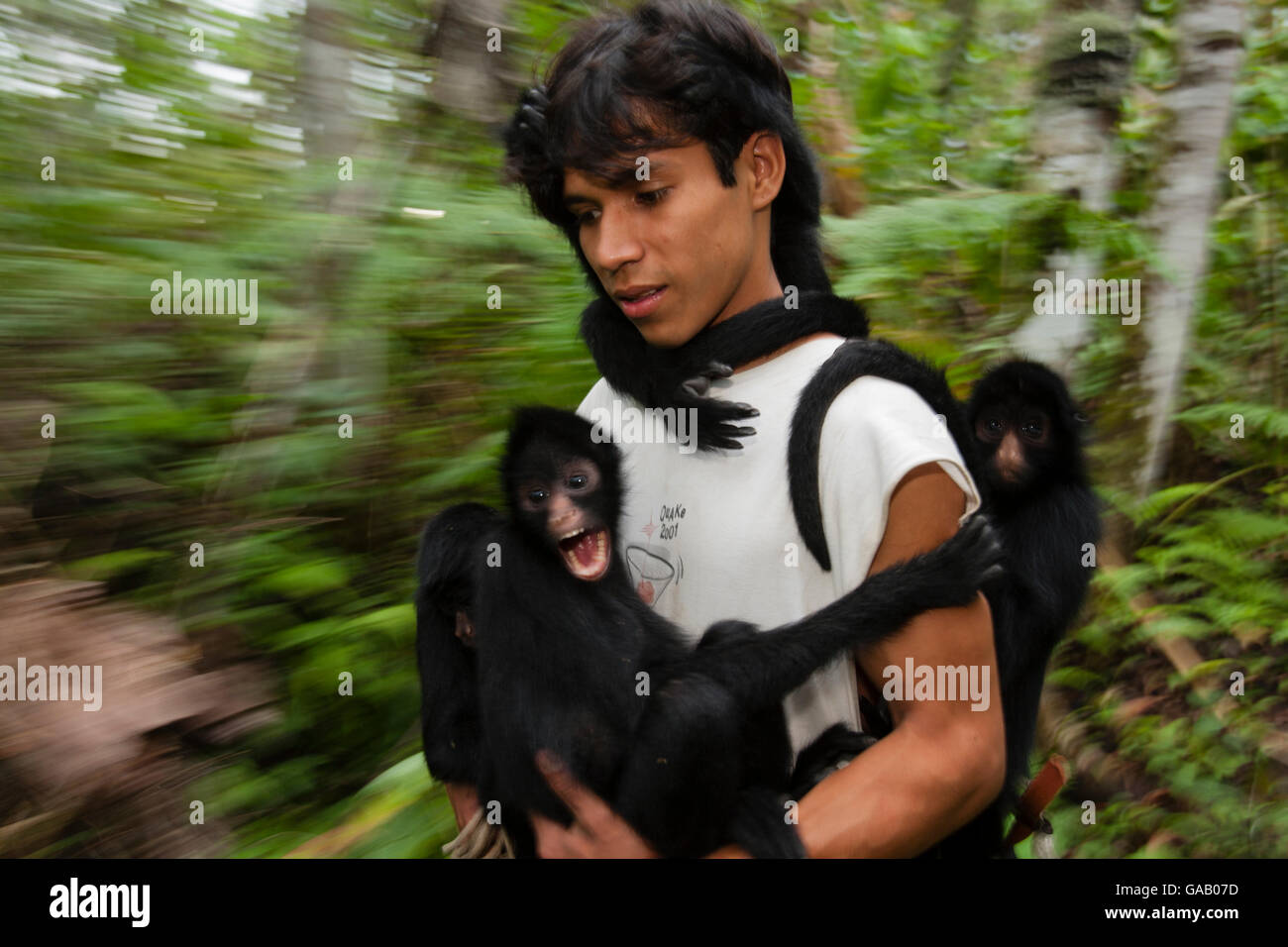 Uomo con Chamec scimmie ragno (Ateles chamek) tenuta su di lui come egli cammina attraverso il santuario. Ikamaperou Santuario, Amazon, Perù. Ottobre 2006. Foto Stock