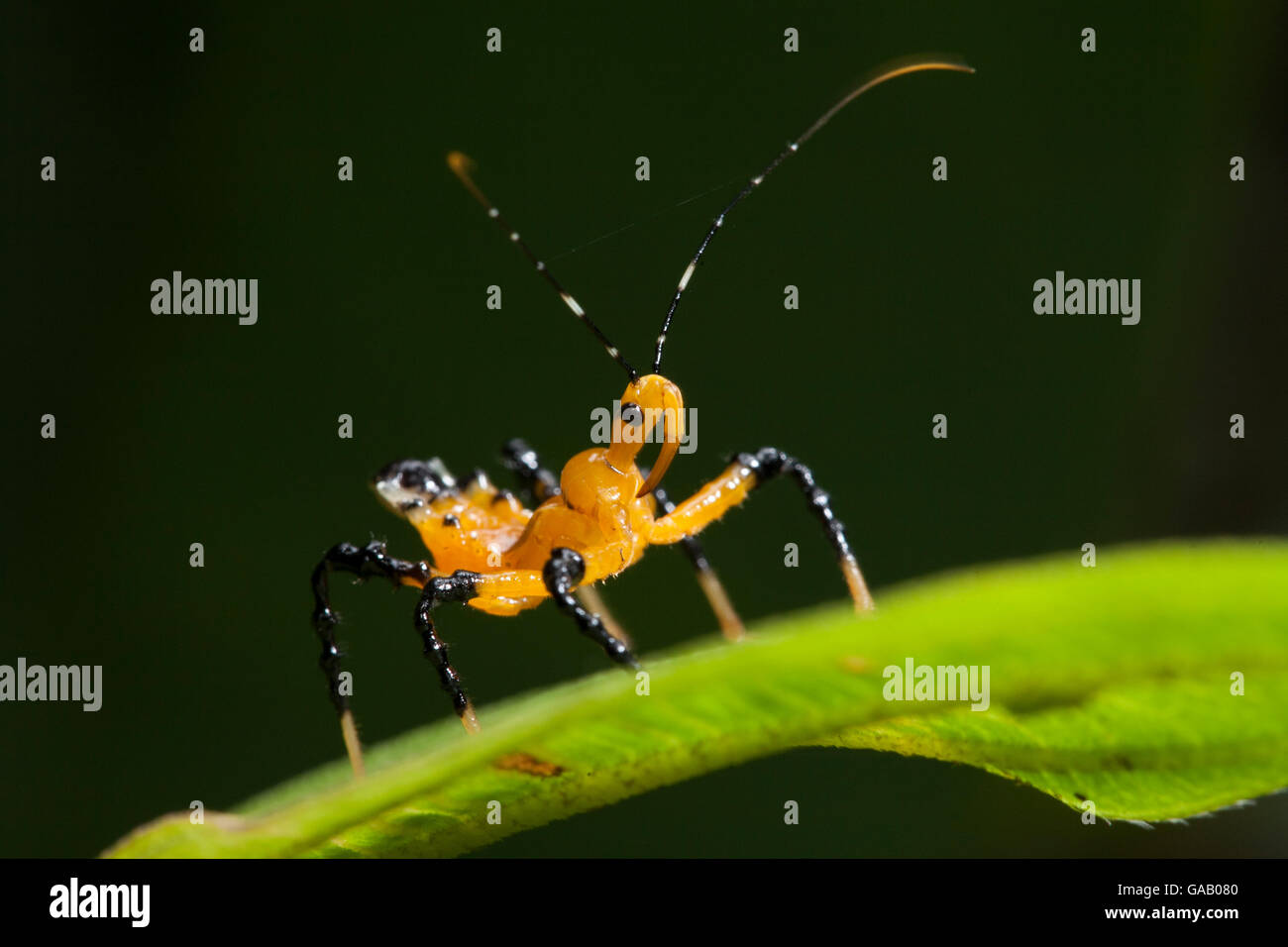 Assassin bug (Reduviidae) Ninfa, modo Kambas National Park, Sumatra, Indonesia. Foto Stock