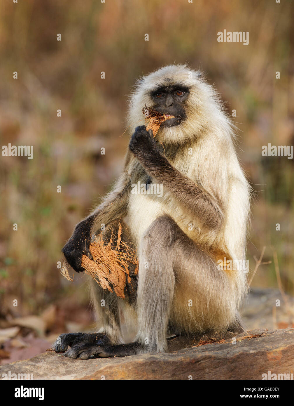 Hanuman langur (Semnopithecus entellus) mangiare buccia di cocco, Bandhavgarh National Park, India. Marzo. Foto Stock