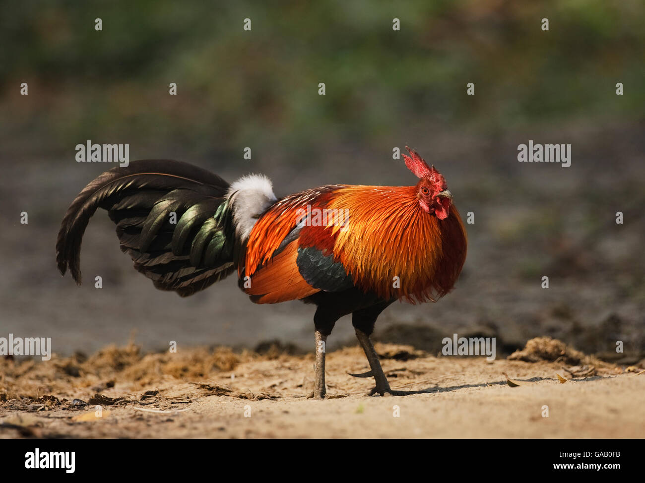 Junglefowl (Gallus gallus) maschio, il Parco Nazionale di Kaziranga, Assam, India, Marzo. Foto Stock