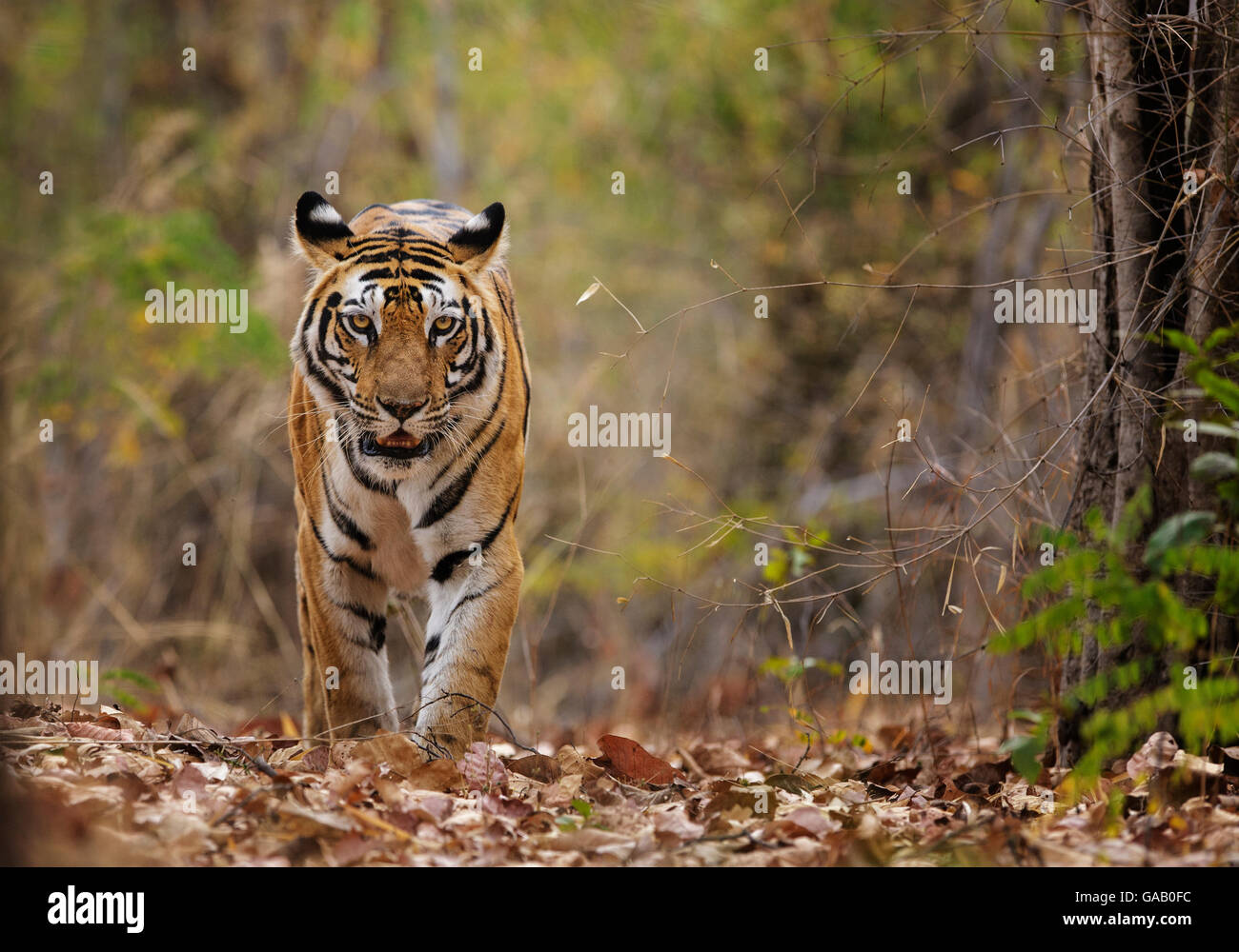 Tigre del Bengala (Panthera tigris tigris) passeggiate, Bandhavgarh National Park, India. Foto Stock