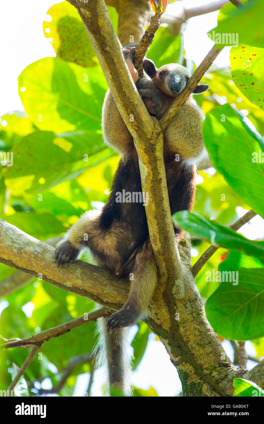 Tamandua settentrionale (Tamandua mexicana) rampicante, Parco Nazionale di Corcovado, Osa Peninsula, Puntarenas Provincia, Costa Rica. Foto Stock