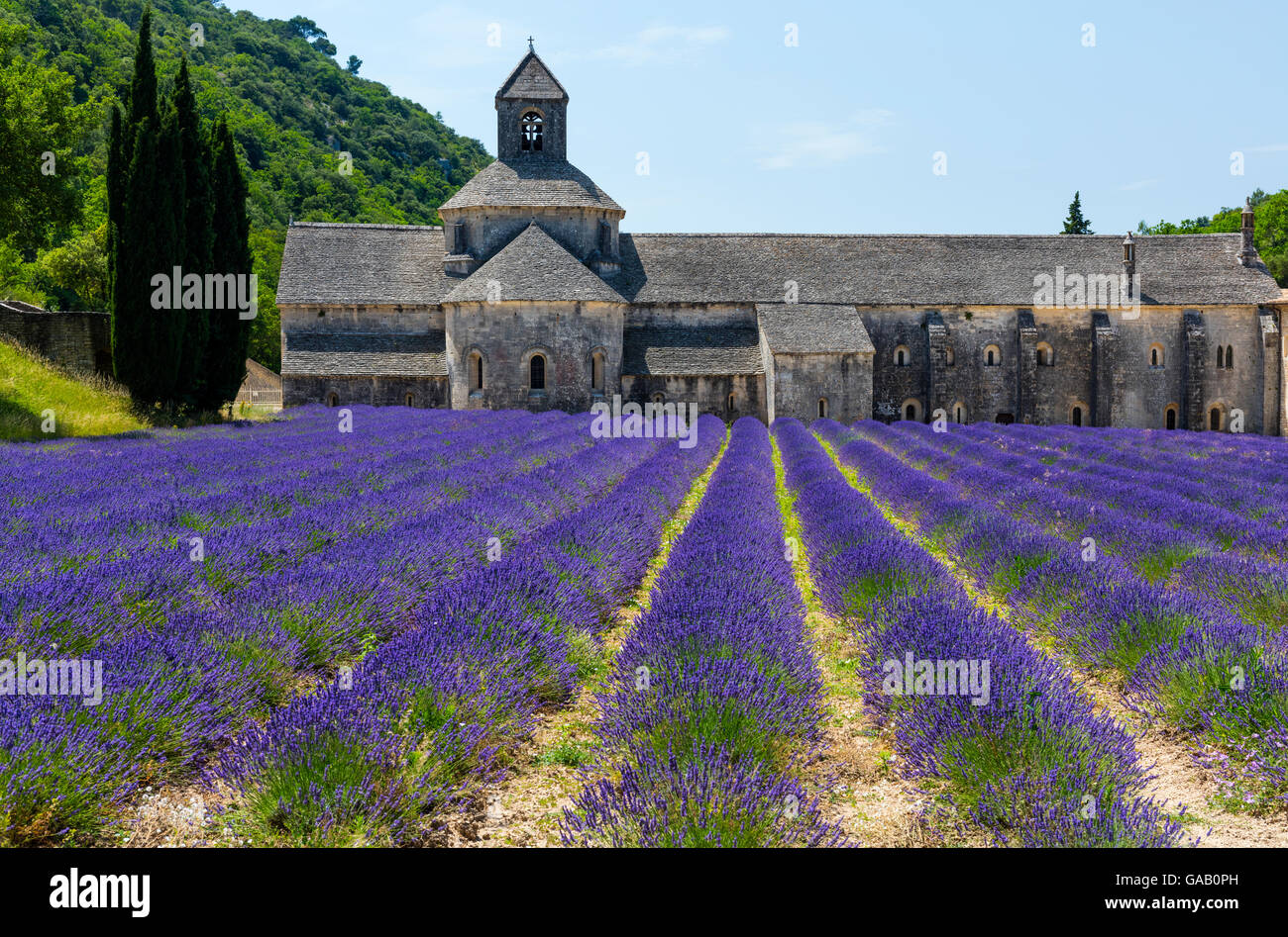 Lavanda (Lavendula angustifolia) i campi di fronte all'Abbazia di Senanque, Gordes Village, Provenza, Francia, luglio 2015. Foto Stock