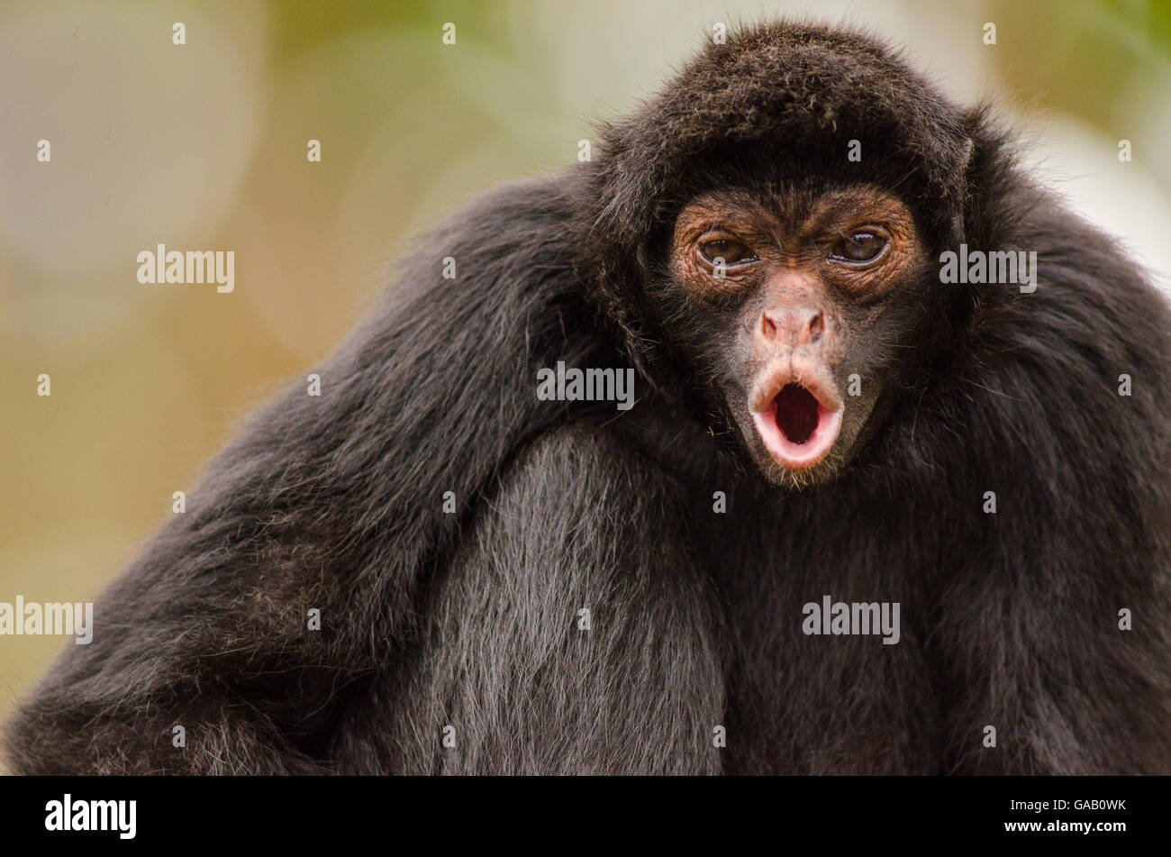 Black spider monkey (Ateles chamek) chiamando, captive, Perù. Foto Stock