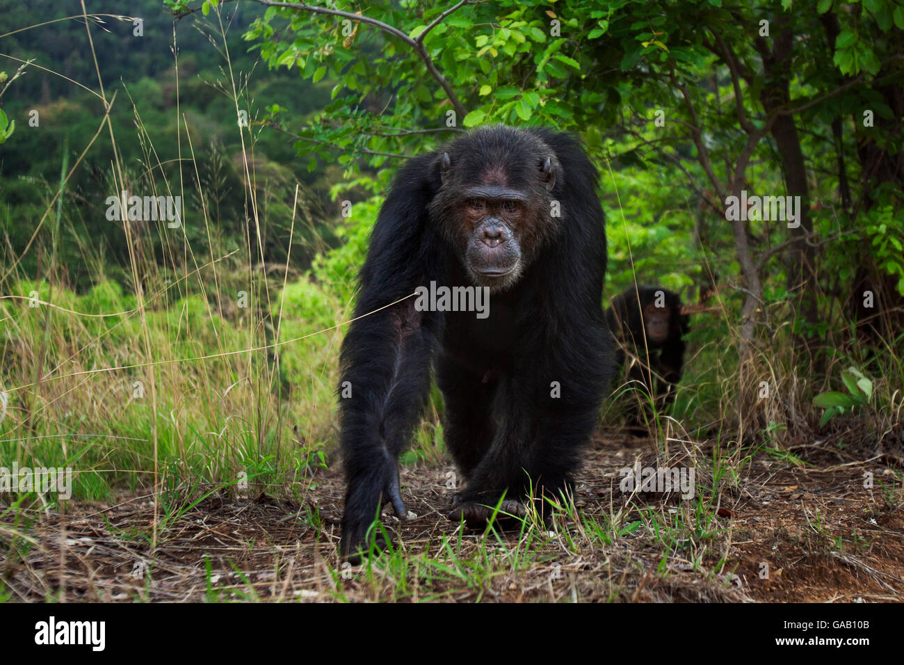 Scimpanzé orientale (Pan troglodytes schweinfurtheii) maschio "Faustino' invecchiato 22 anni camminando lungo una via la preparazione per la visualizzazione. G Foto Stock