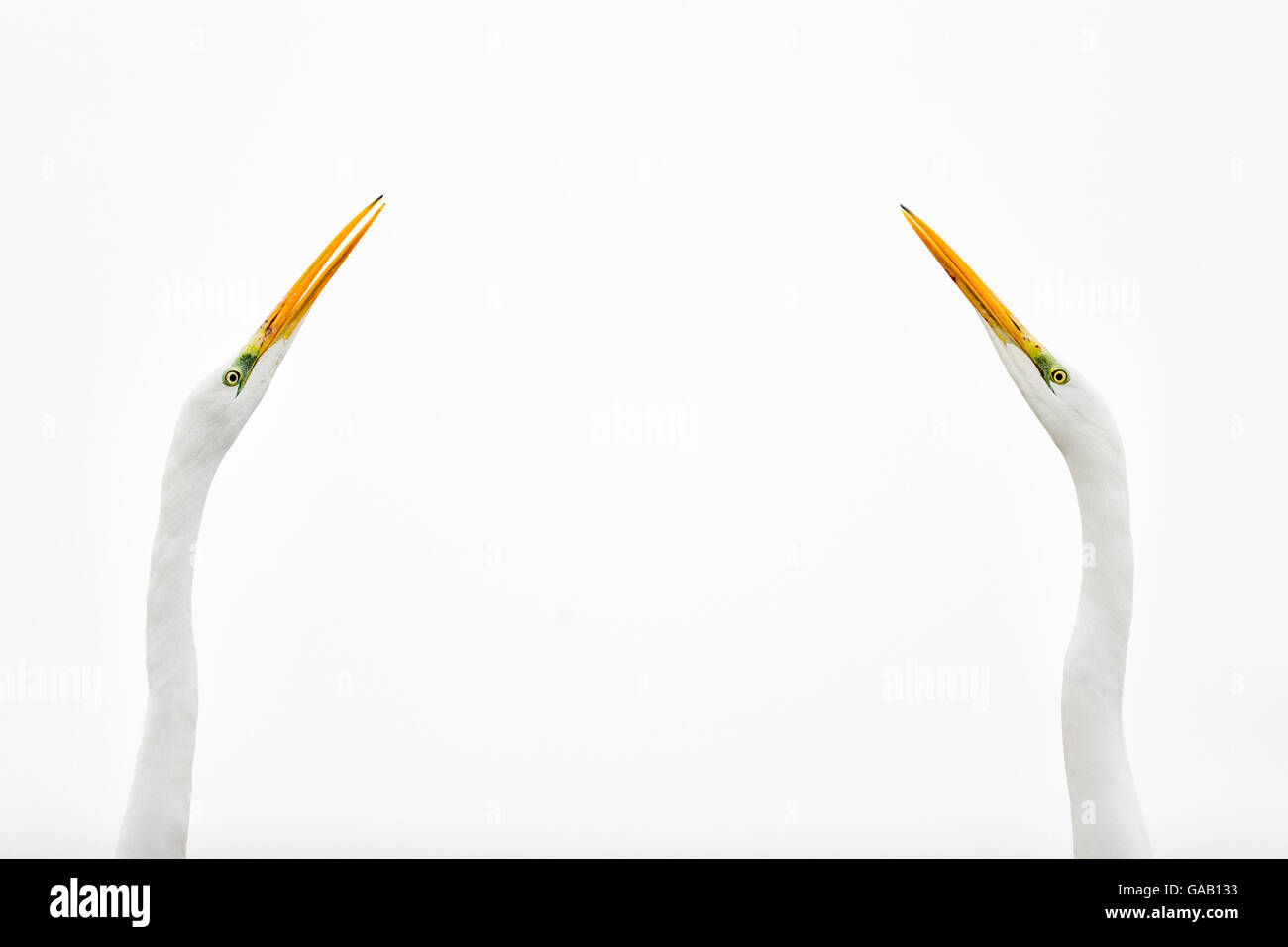 Due grandi aironi (Ardea alba) faccia a faccia contro il cielo bianco, Lago Csaj, Pusztaszer, Ungheria. Vincitore della categoria portafoglio o Foto Stock