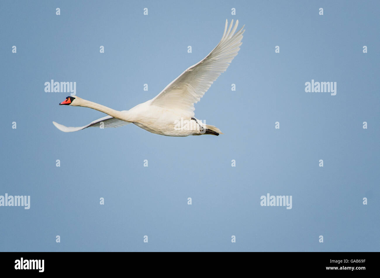 Swan nella luce del mattino con piena apertura alare Foto Stock