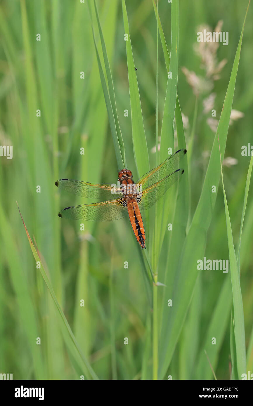Scarsa Chaser (Libellula fulva) Foto Stock