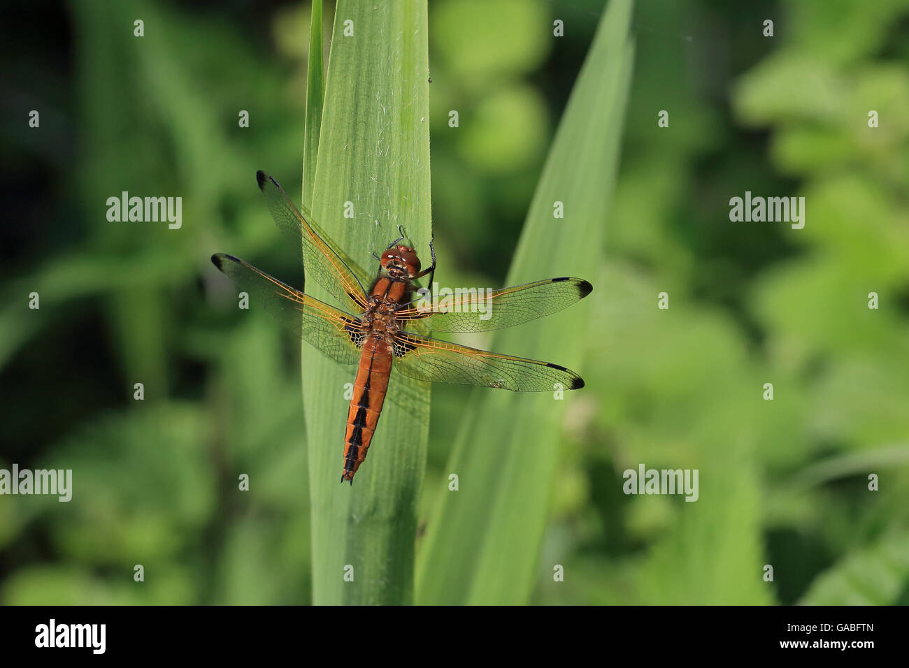 Scarsa Chaser (Libellula fulva) Foto Stock