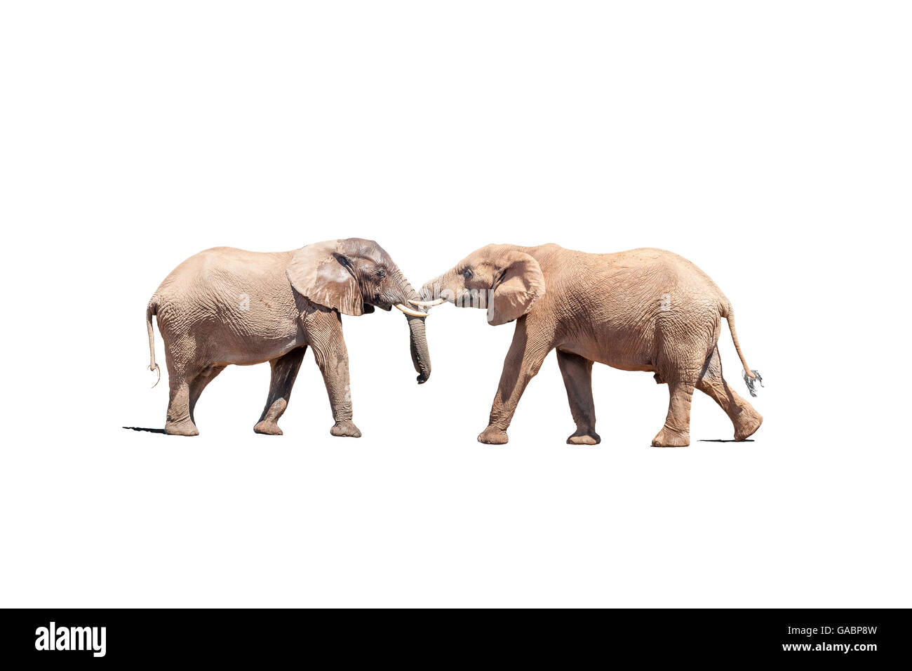 Due giovani dell' elefante africano tori di impegno in una prova di forza, isolato in bianco Foto Stock