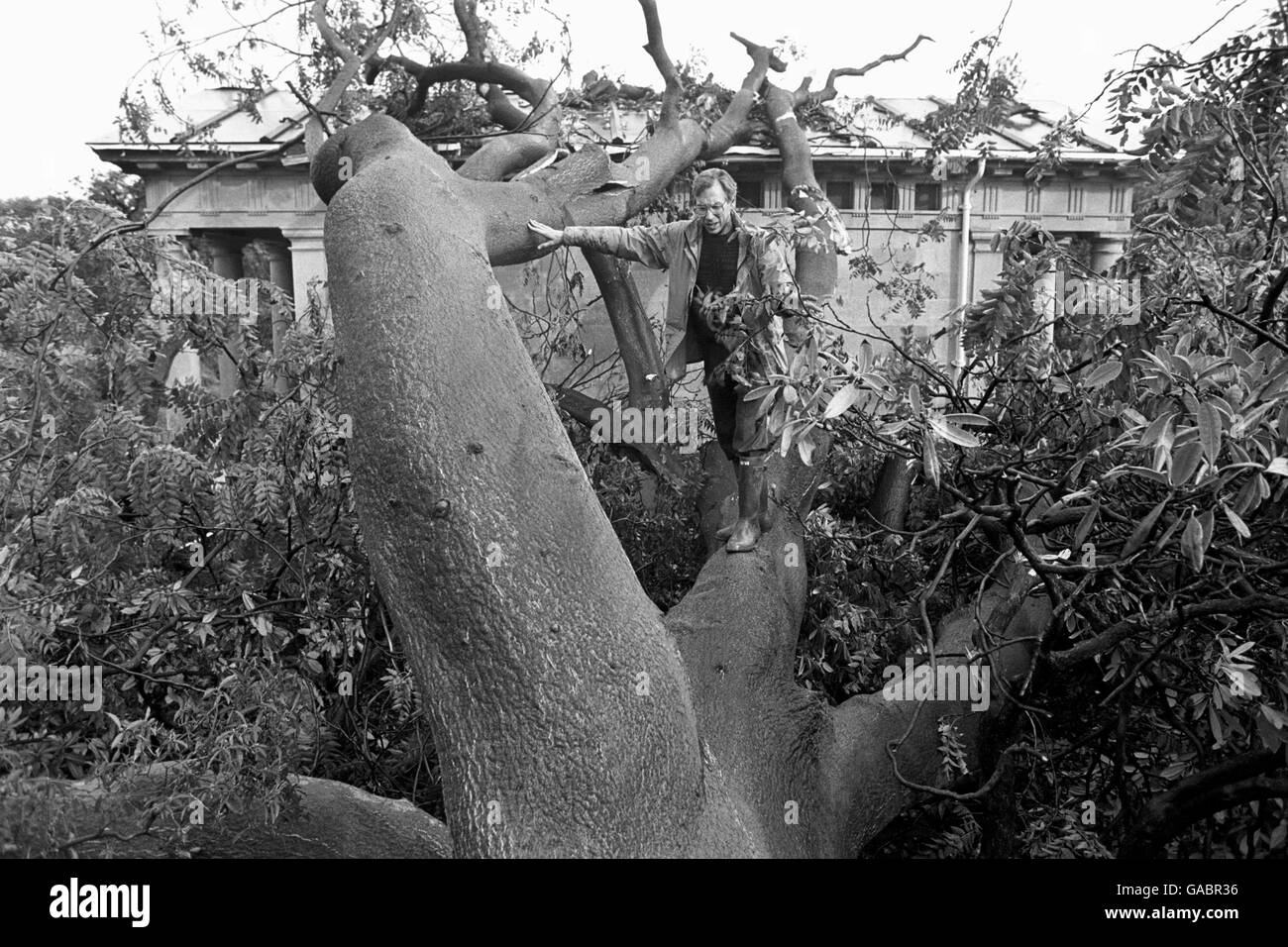 Il Dr. Brinsley Burbidge, un membro dello staff senior dei Royal Botanic Gardens di Kew, nella parte ovest di Londra, si arrampica sull'albero del Paradiso dopo che l'albero cinese di 120 anni cadde sul Tempio di re Guglielmo IV (sullo sfondo) durante le tempeste. Foto Stock