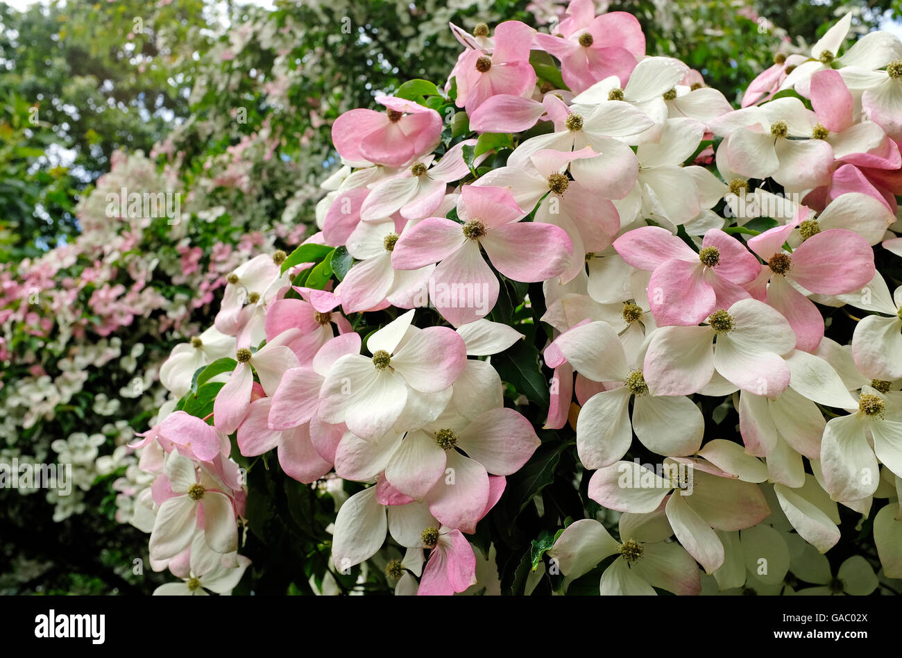 Fioritura cornus norman hadden fiori, Londra, Inghilterra Foto Stock