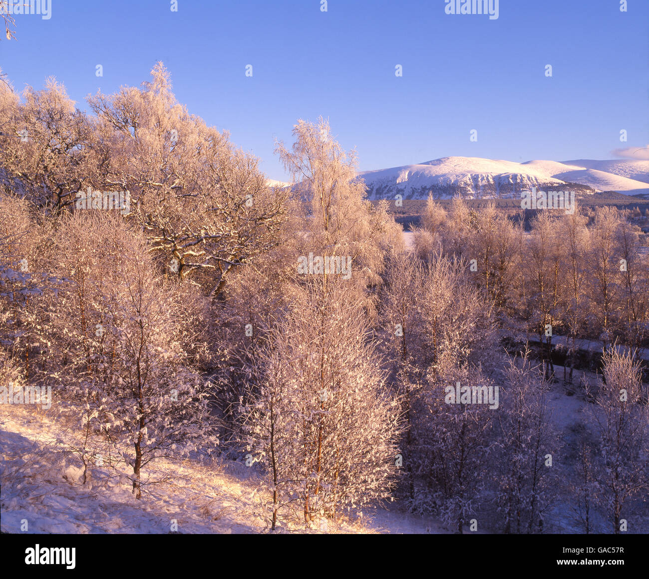 Frosty scena a nord di Kingussie, Cairngorms, Highlands Foto Stock