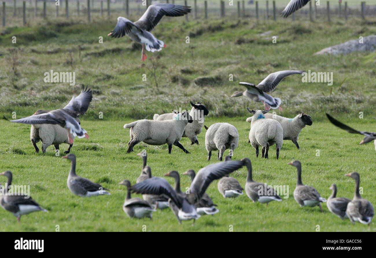 Le oche pascolano in un campo vicino all'area di Cornaigmore sull'isola di Tiree che disperde pecore. Tre oche mangiano tanta erba come una pecora, causando preoccupazioni per gli agricoltori locali sull'isola. Foto Stock