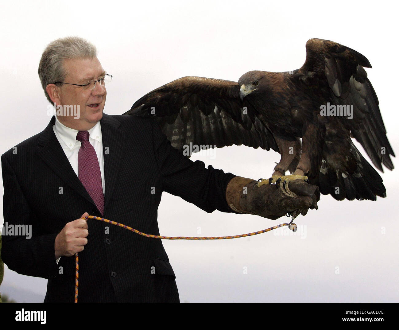 Il Ministro dell'ambiente Michael Russell MSP con l'Aquila d'Oro Shirko di otto anni, mentre partecipa alla Conferenza intergovernativa sugli uccelli migratori della preda al Cameron House Hotel di Loch Lomond. Foto Stock Il Ministro dell'ambiente Michael Russell MSP con l'Aquila d'Oro Shirko di otto anni, mentre partecipa alla Conferenza intergovernativa sugli uccelli migratori della preda al Cameron House Hotel di Loch Lomond. Foto Stock