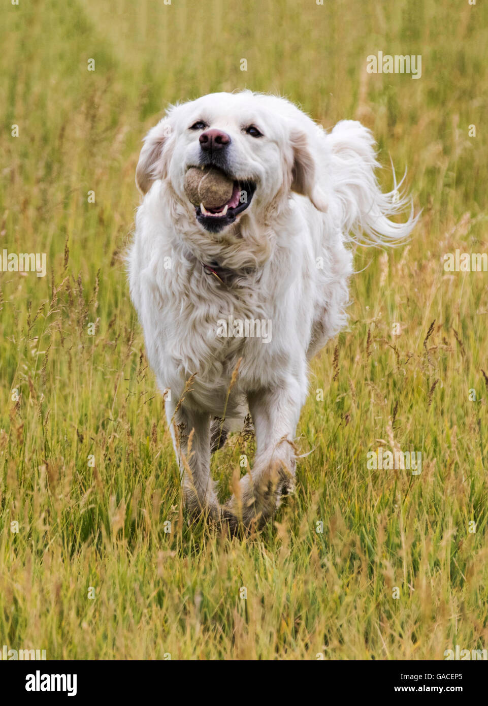 Color platino Golden Retriever cane in esecuzione in un ranch del Colorado tenendo una palla da tennis; USA Foto Stock