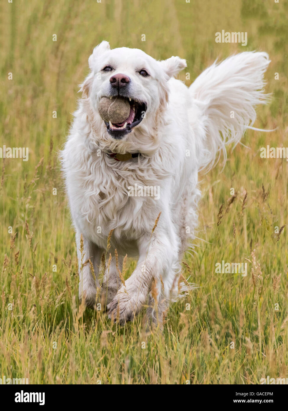 Color platino Golden Retriever cane in esecuzione in un ranch del Colorado tenendo una palla da tennis; USA Foto Stock