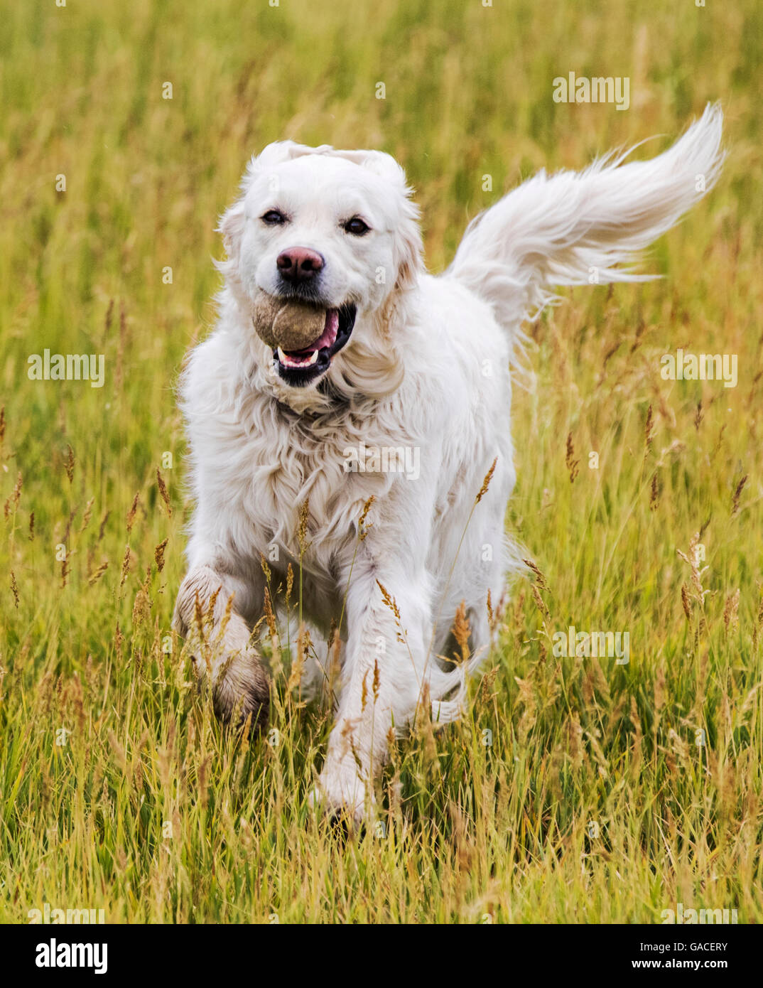 Color platino Golden Retriever cane in esecuzione in un ranch del Colorado tenendo una palla da tennis; USA Foto Stock