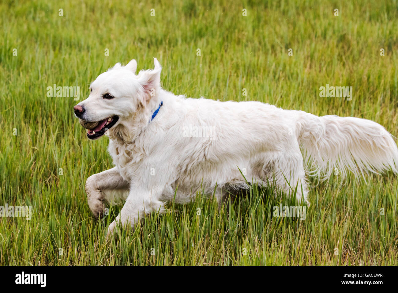 Color platino Golden Retriever cane in esecuzione in un ranch del Colorado tenendo una palla da tennis; USA Foto Stock