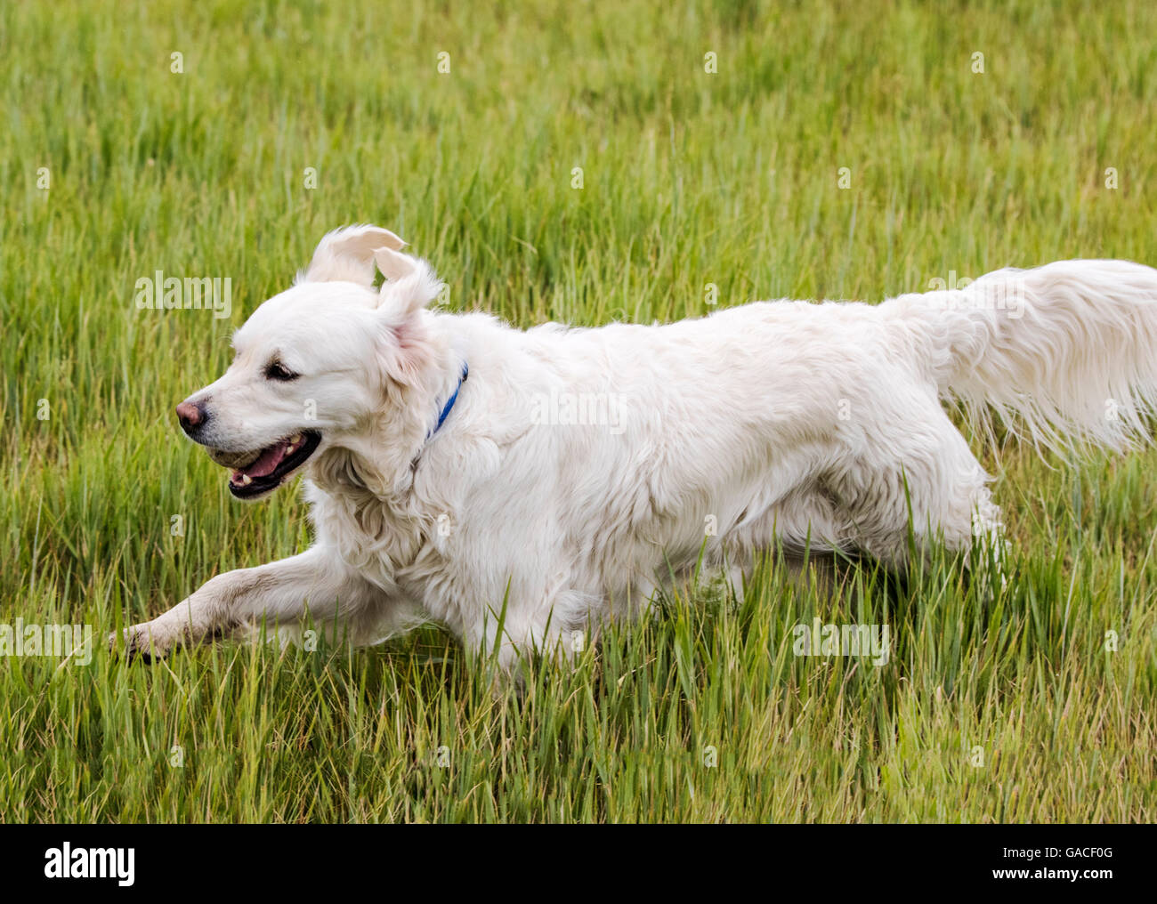 Color platino Golden Retriever cane in esecuzione in un ranch del Colorado tenendo una palla da tennis; USA Foto Stock