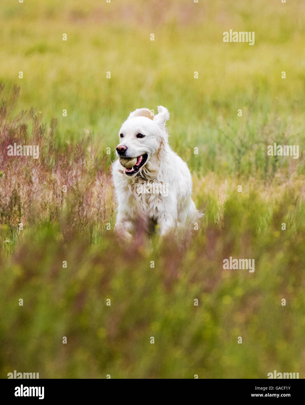 Color platino Golden Retriever cane in esecuzione in un ranch del Colorado tenendo una palla da tennis; USA Foto Stock