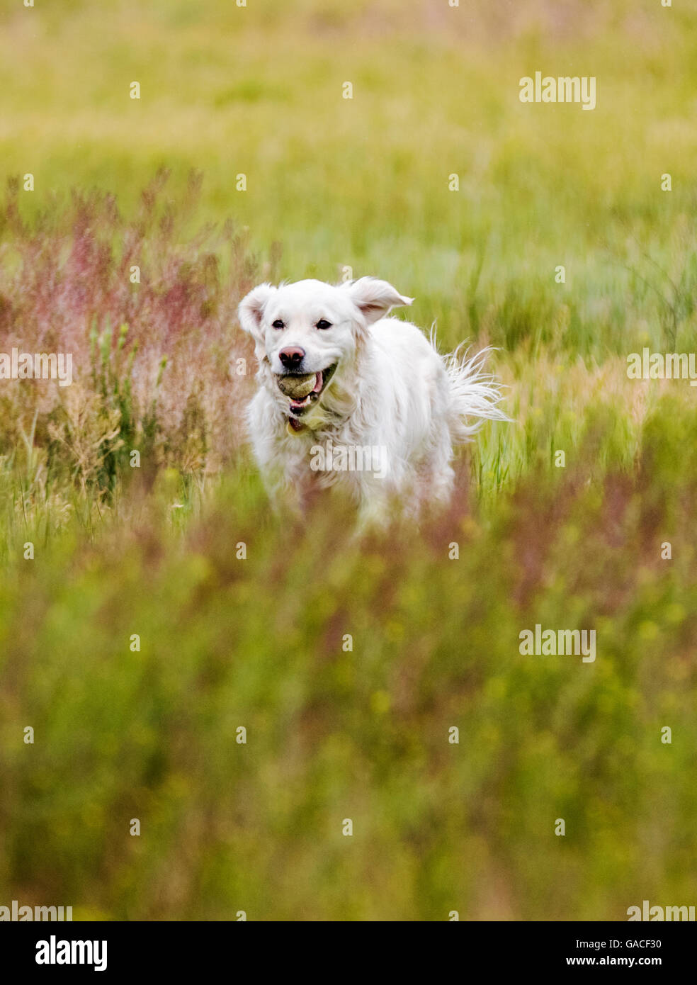 Color platino Golden Retriever cane in esecuzione in un ranch del Colorado tenendo una palla da tennis; USA Foto Stock