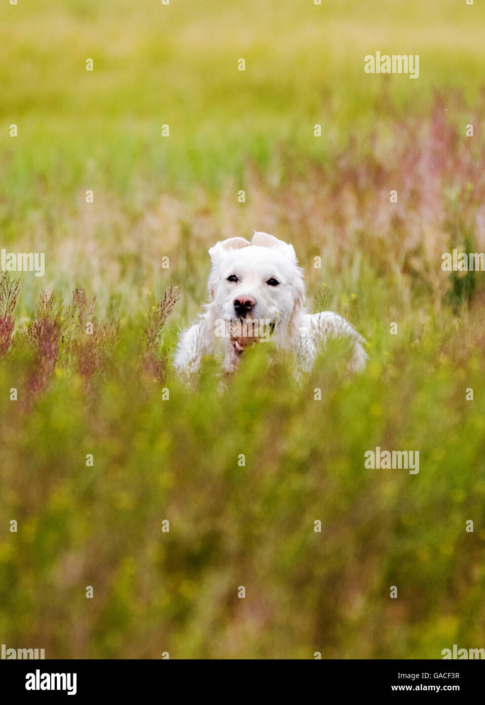 Color platino Golden Retriever cane in esecuzione in un ranch del Colorado tenendo una palla da tennis; USA Foto Stock