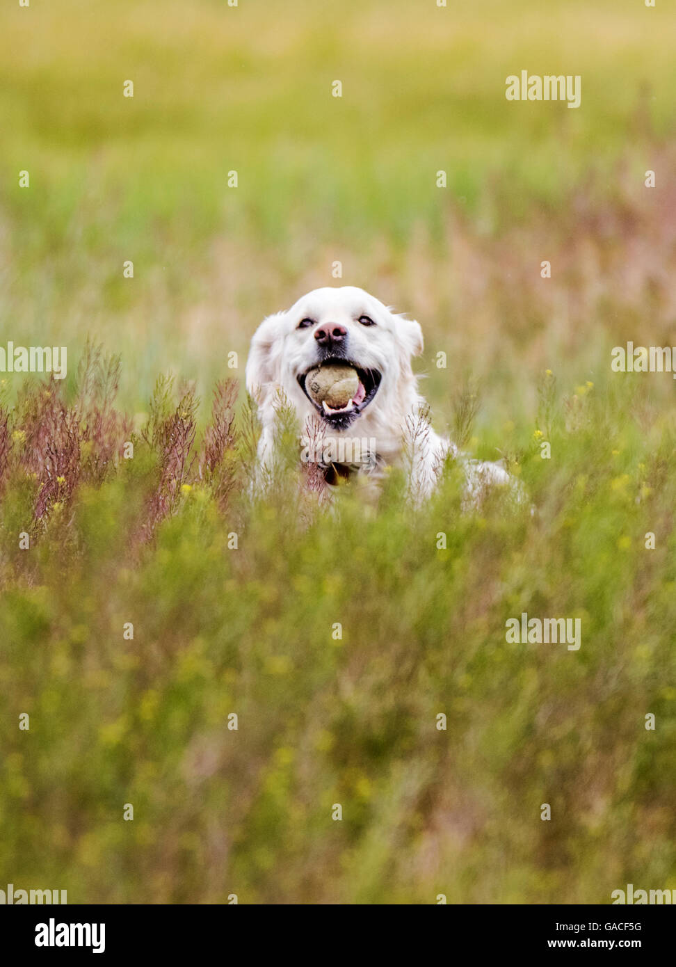 Color platino Golden Retriever cane in esecuzione in un ranch del Colorado tenendo una palla da tennis; USA Foto Stock