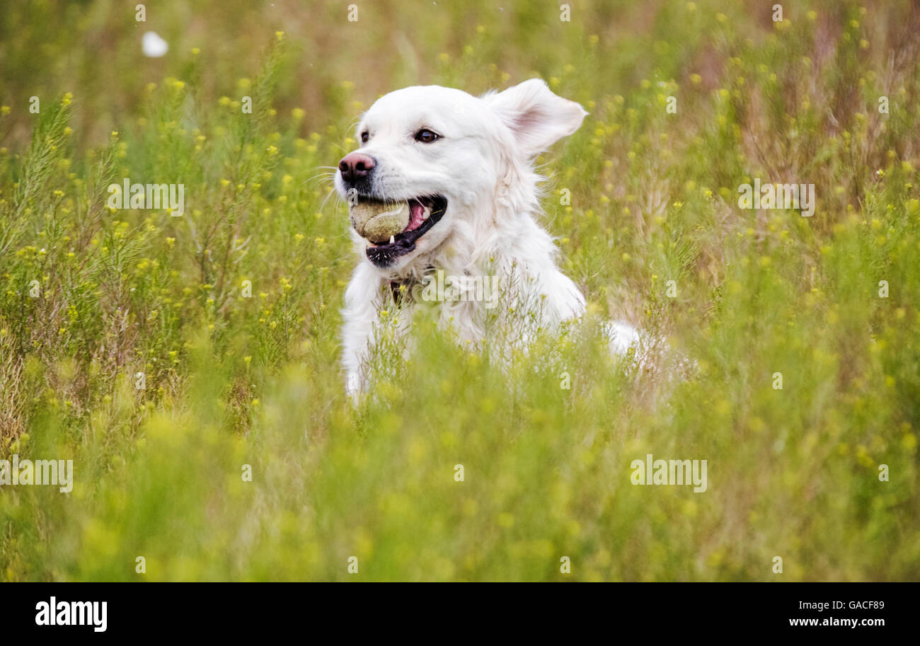 Color platino Golden Retriever cane in esecuzione in un ranch del Colorado tenendo una palla da tennis; USA Foto Stock