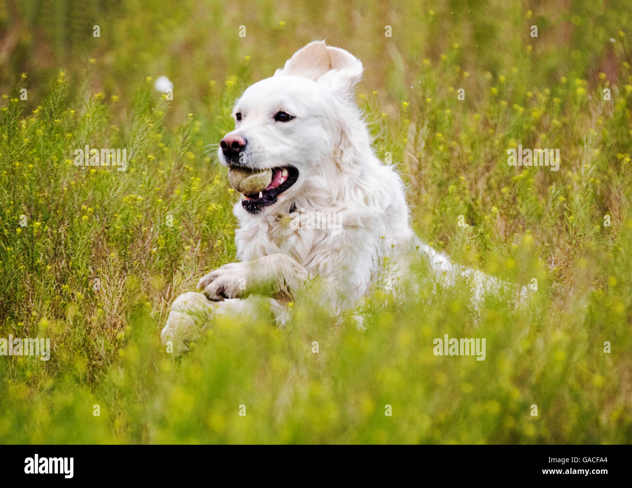 Color platino Golden Retriever cane in esecuzione in un ranch del Colorado tenendo una palla da tennis; USA Foto Stock