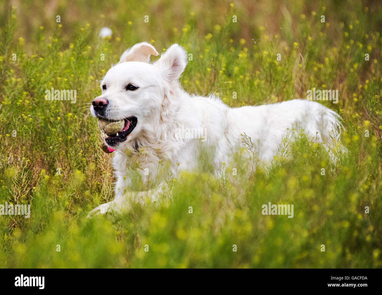 Color platino Golden Retriever cane in esecuzione in un ranch del Colorado tenendo una palla da tennis; USA Foto Stock
