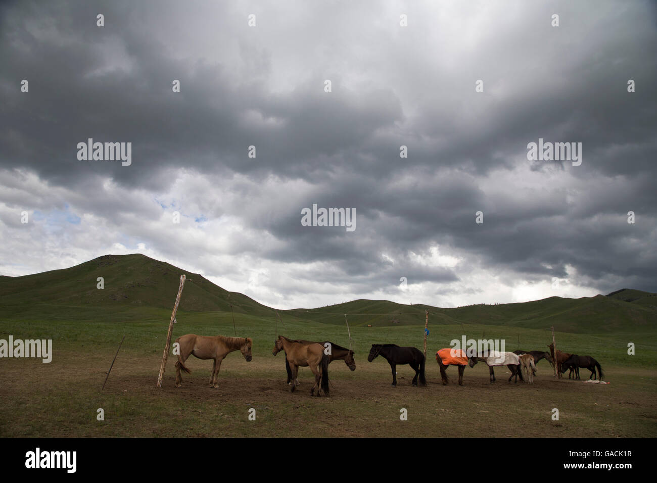 Cavalli in appoggio prima del racing al capitale della Mongolia, Ulaanbataar Foto Stock