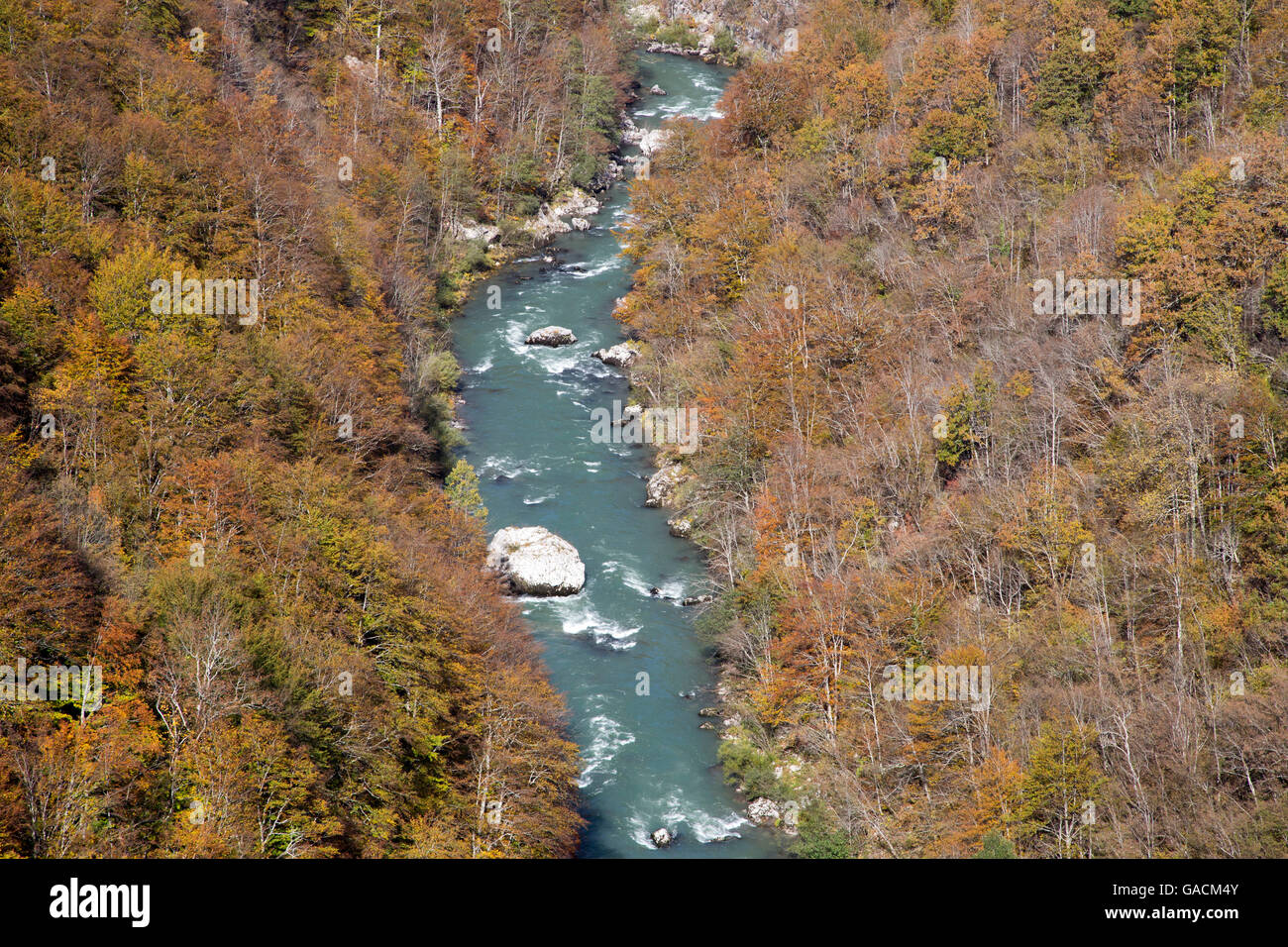 Fiume Tara e Tara canyon, Montenegro Foto Stock