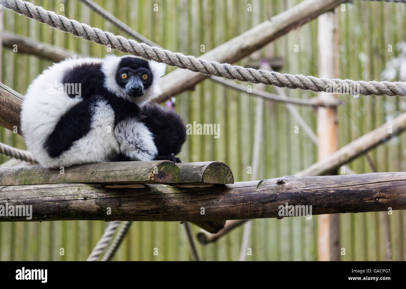 Lemuri allo zoo di Twycross, Leicestershire, Inghilterra Foto Stock