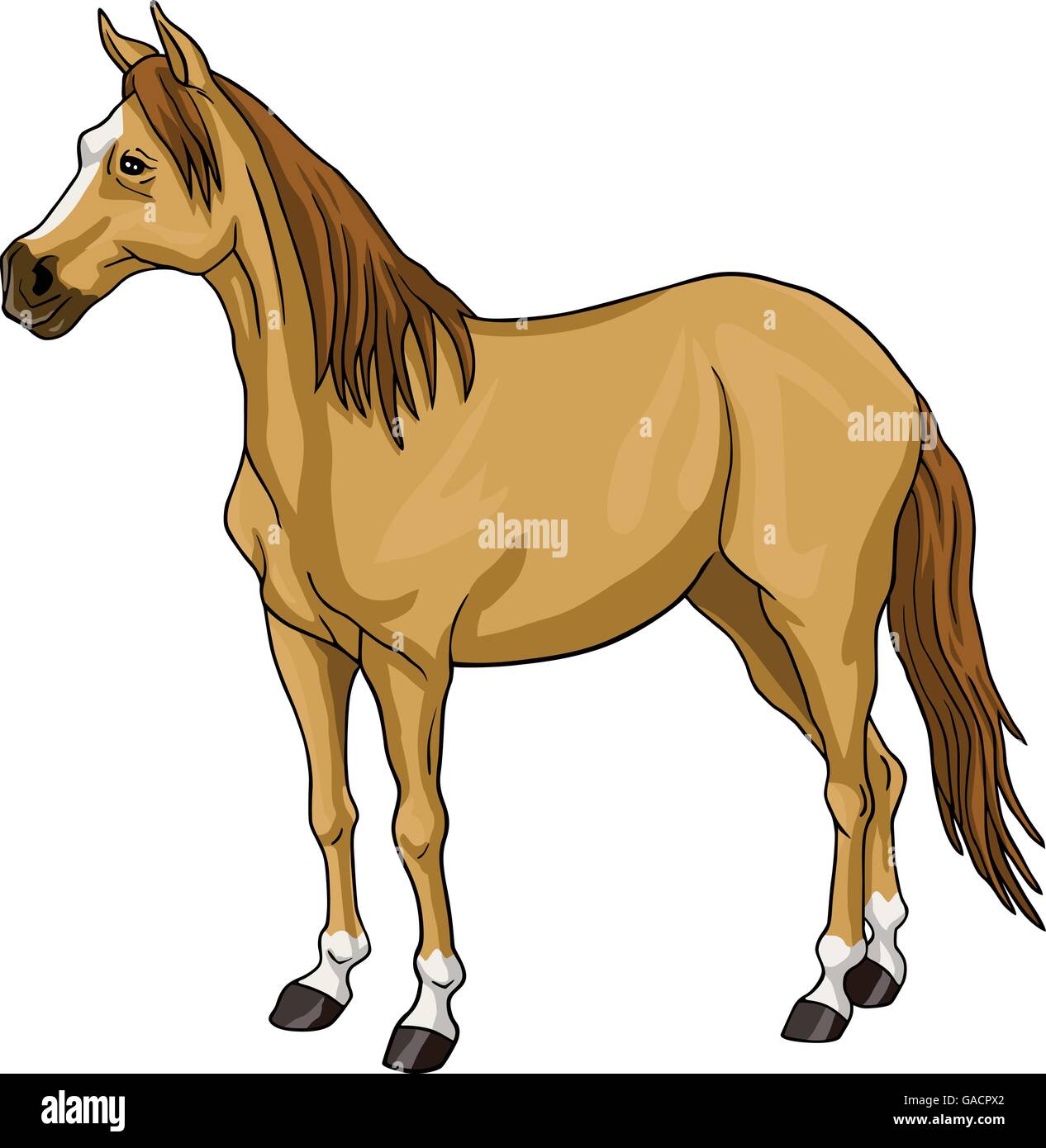 Brown Cavallo Bianco illustrazione della testa Illustrazione Vettoriale