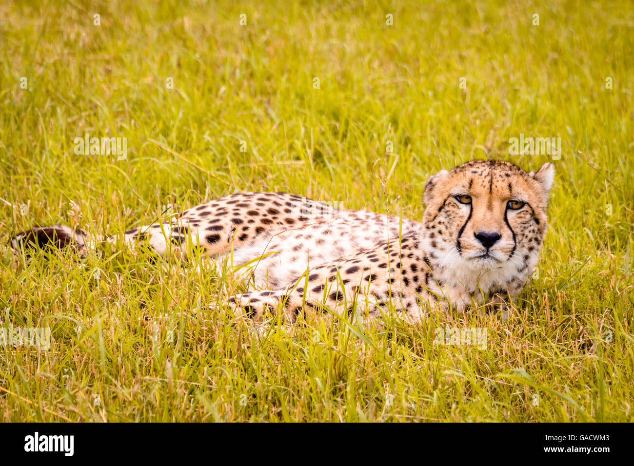 Ghepardo a Hamerton Zoo nel Regno Unito. Originariamente da Wassenaar nella Repubblica del Sud Africa. Foto Stock