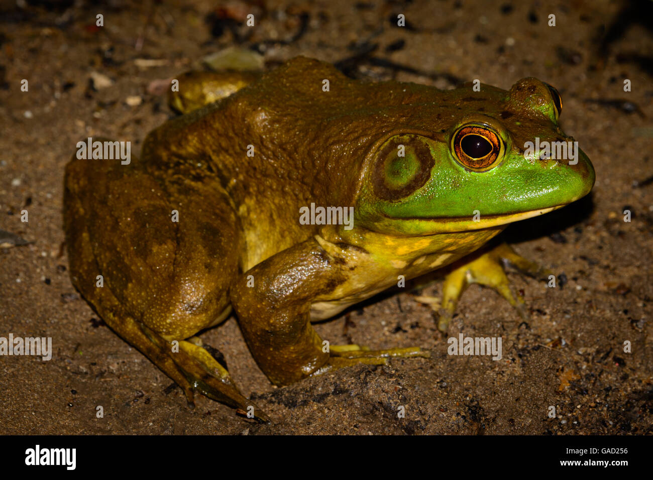 American bullfrog (Lithobates catesbeianus) profilo completo con vivaci occhi - maschio Foto Stock