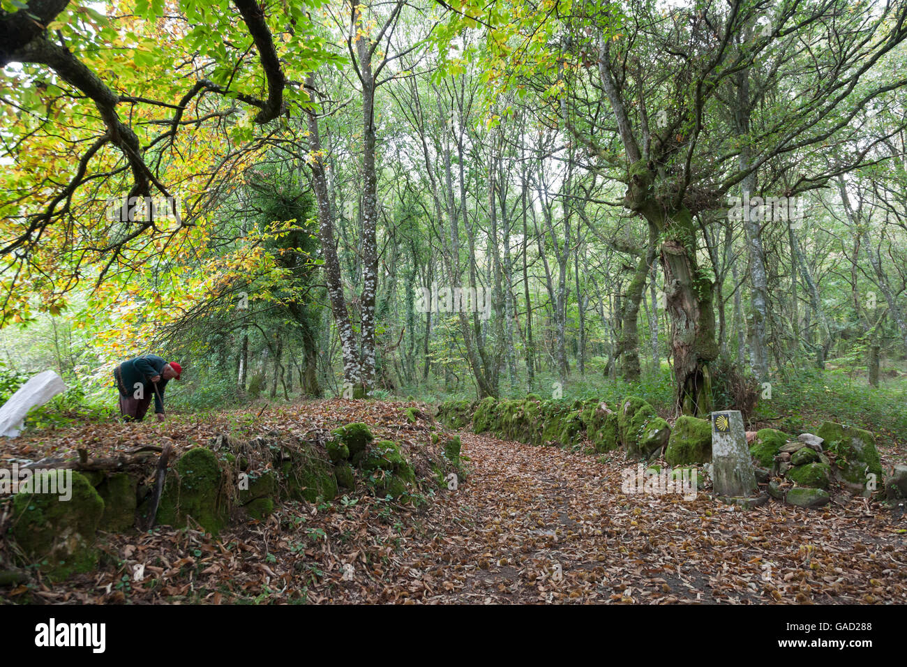 Provincia di Lugo, Spagna: nei pressi del villaggio di Bacurín un uomo raccoglie le castagne. Foto Stock