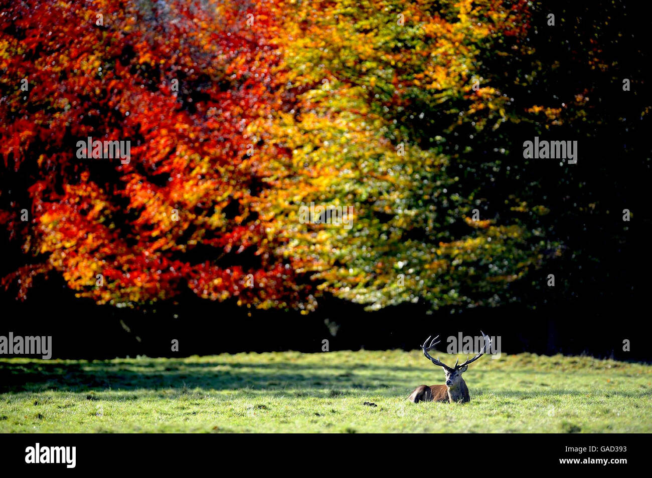 Una sosta a Studley Royal vicino Ripon godendo il tempo soleggiato, come i colori dell'autunno illuminano il parco dei cervi oggi. Foto Stock