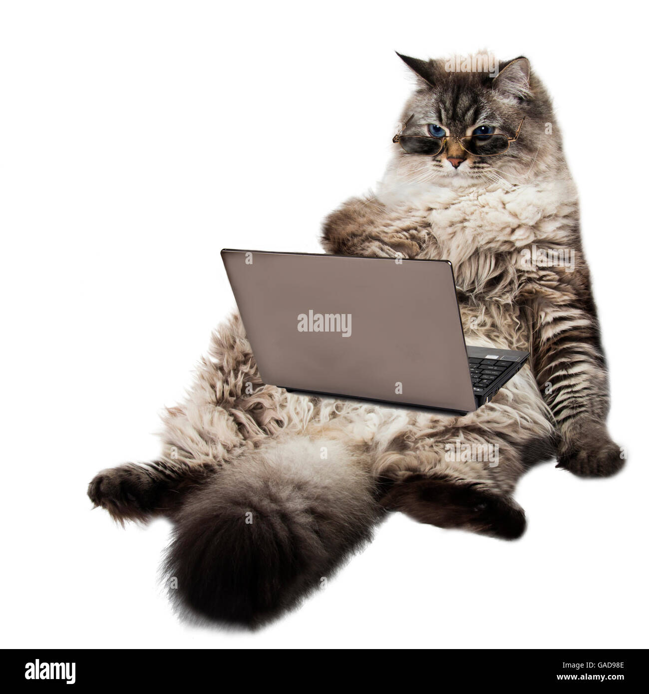 Smart cat con il computer portatile Foto Stock