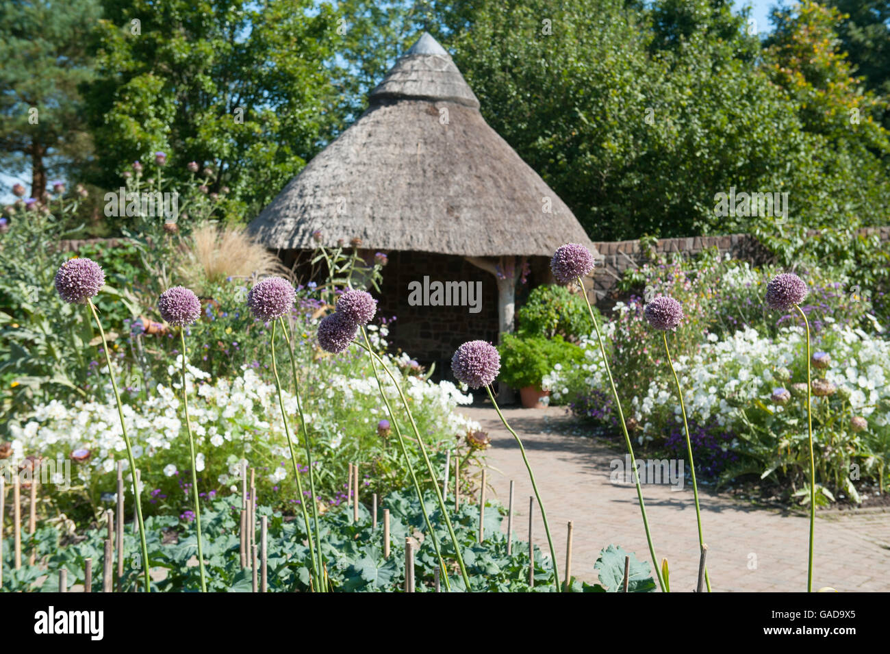 Elephant l'aglio (allium ampeloprasum) da un tetto in paglia casa estiva della frutta e della verdura giardino alla RHS Rosemoor in Devon Foto Stock