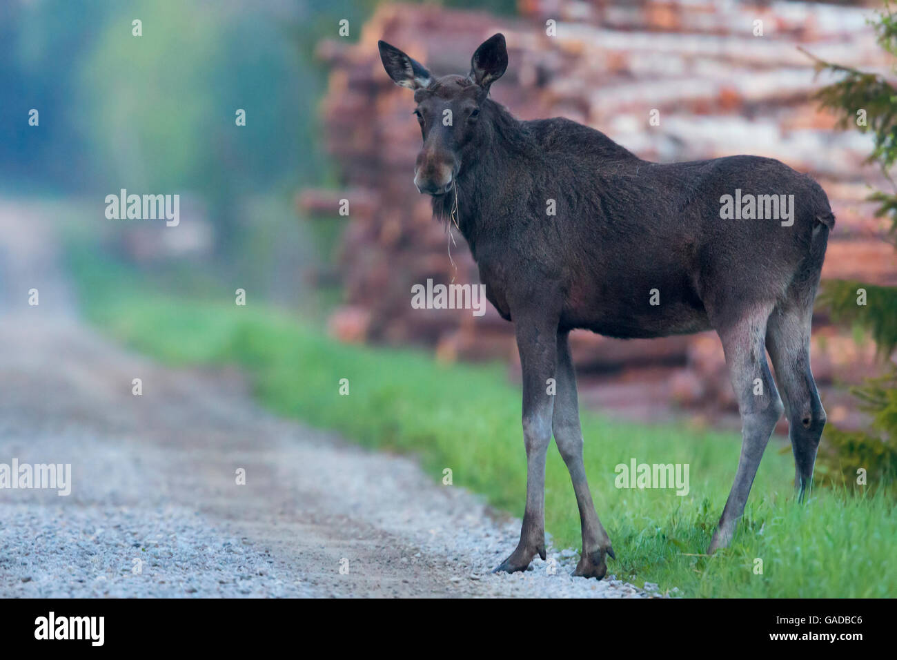 Elk (Alces alces), stradale permanente, Pyhäjoki, Pohjois-Pohjanmaa, Finlandia Foto Stock